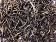 画像2: ニルギリ紅茶（サットン茶園）シルバーチップ 35g (2)